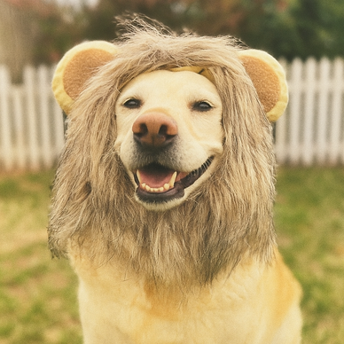 Unleash Joy and Memories with Your Pet!